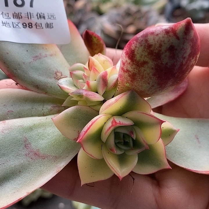 斗牛士锦底座多肉植物