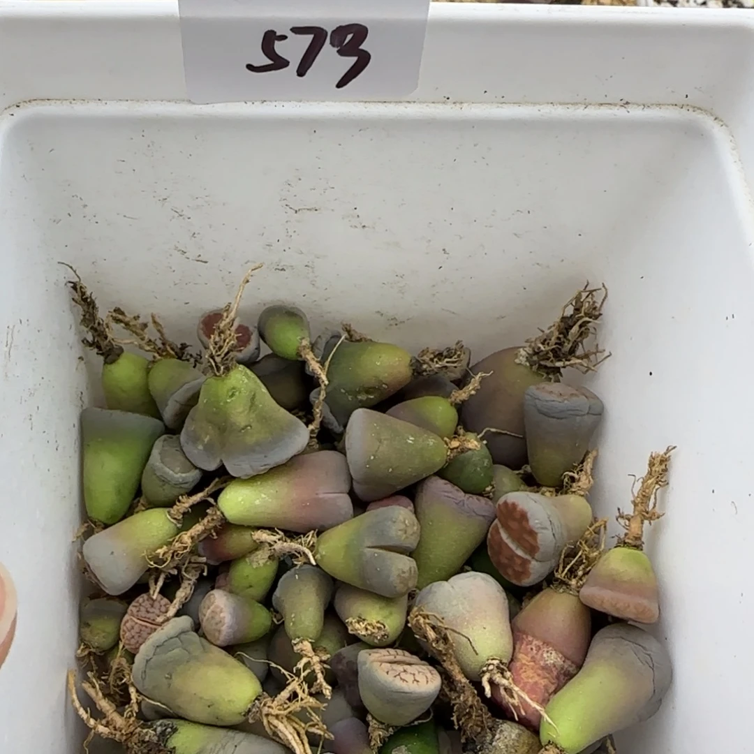 573盲盒福利30包邮