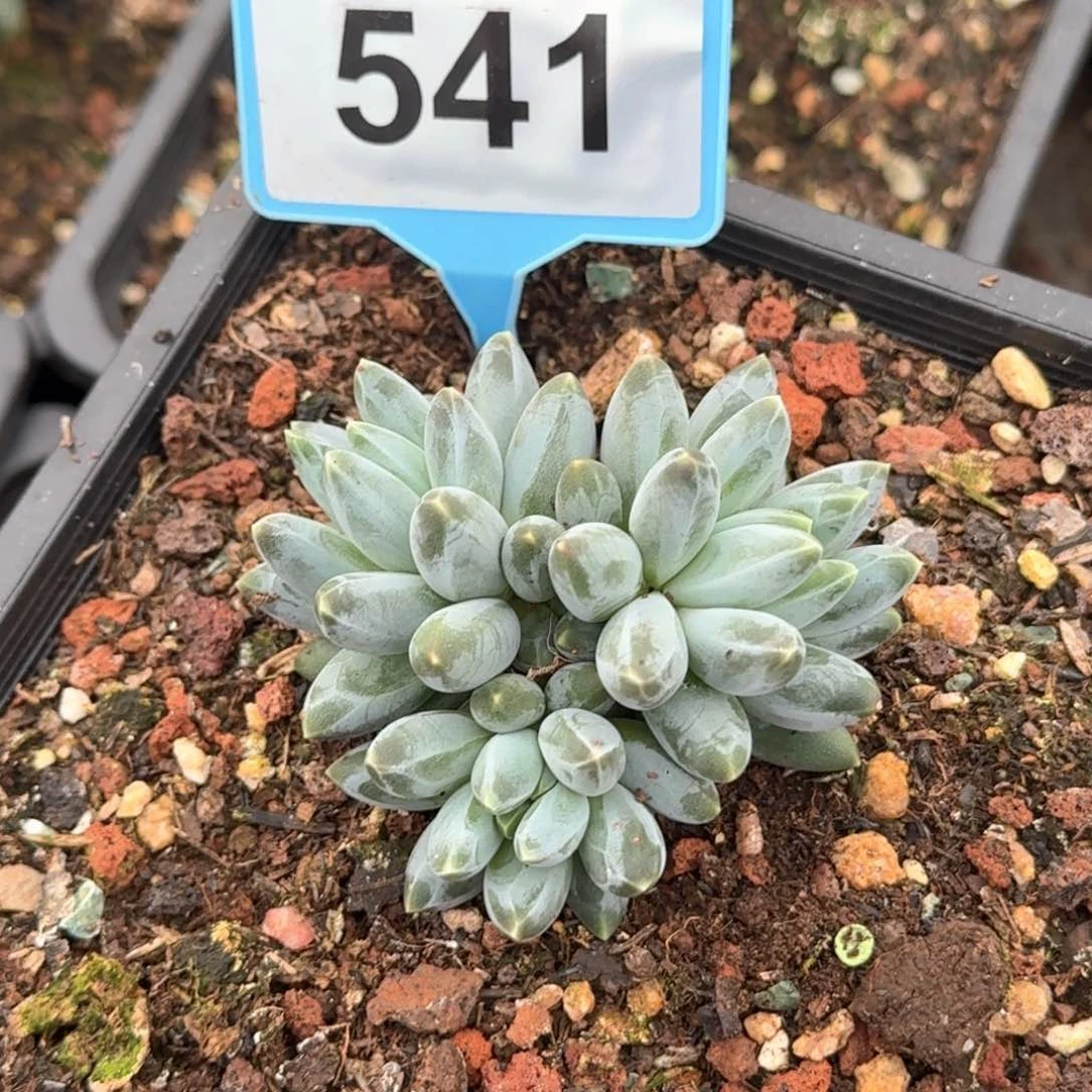 姜子牙第一课多肉植物541