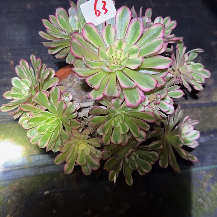 精品月婵捧花亏本福利63