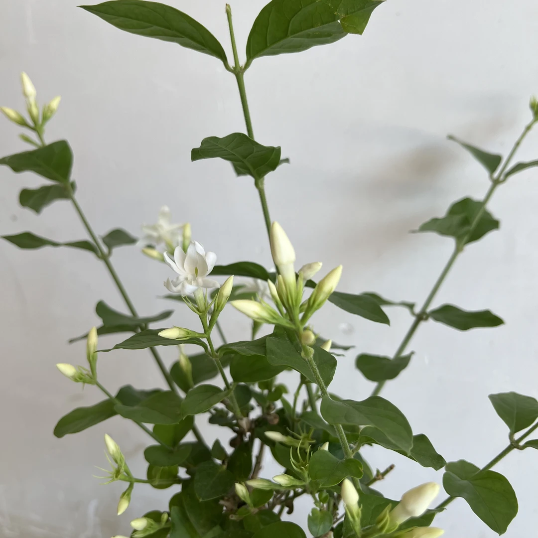 【新人福利】笔尖茉莉花盆栽独杆带花苞原盆原土耐热夏季好养花卉