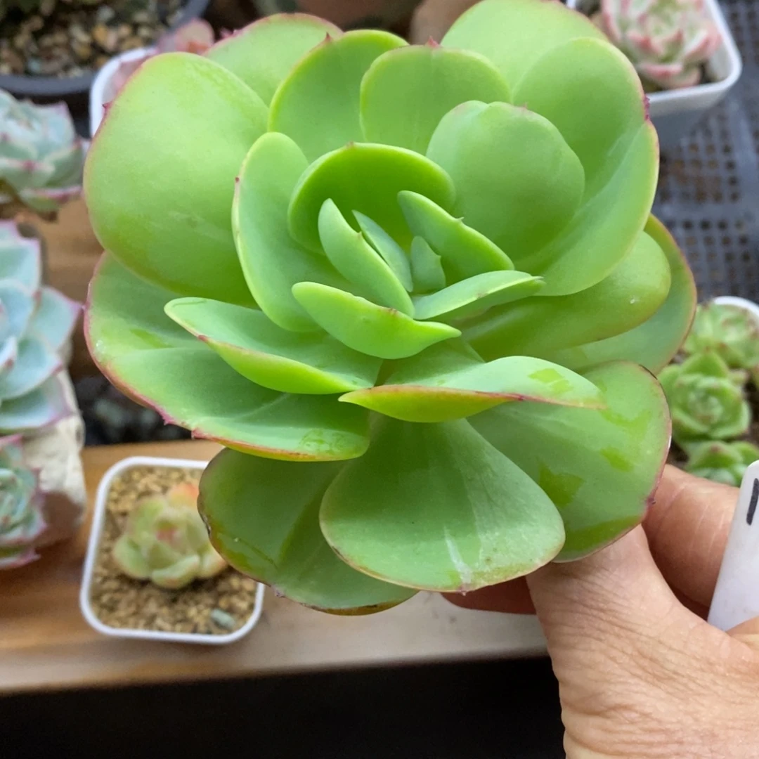 精品多肉一物一拍不包整161