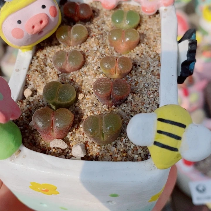 生石花花花花花花花512