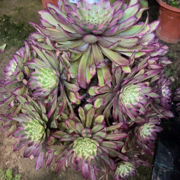 多*882糖果粉黛111111多肉