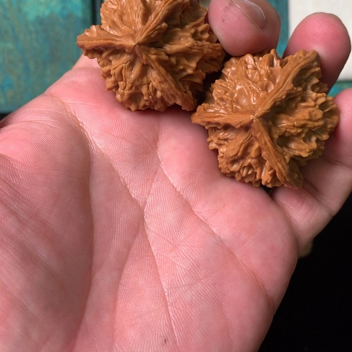 盘山三棱公子帽三棱