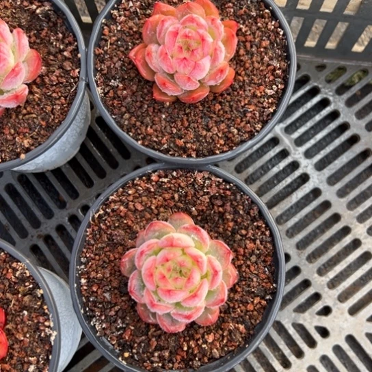 两棵组红鸾 夏鸣园艺