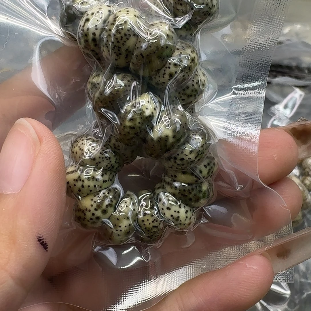 星月菩提手串67快乐13