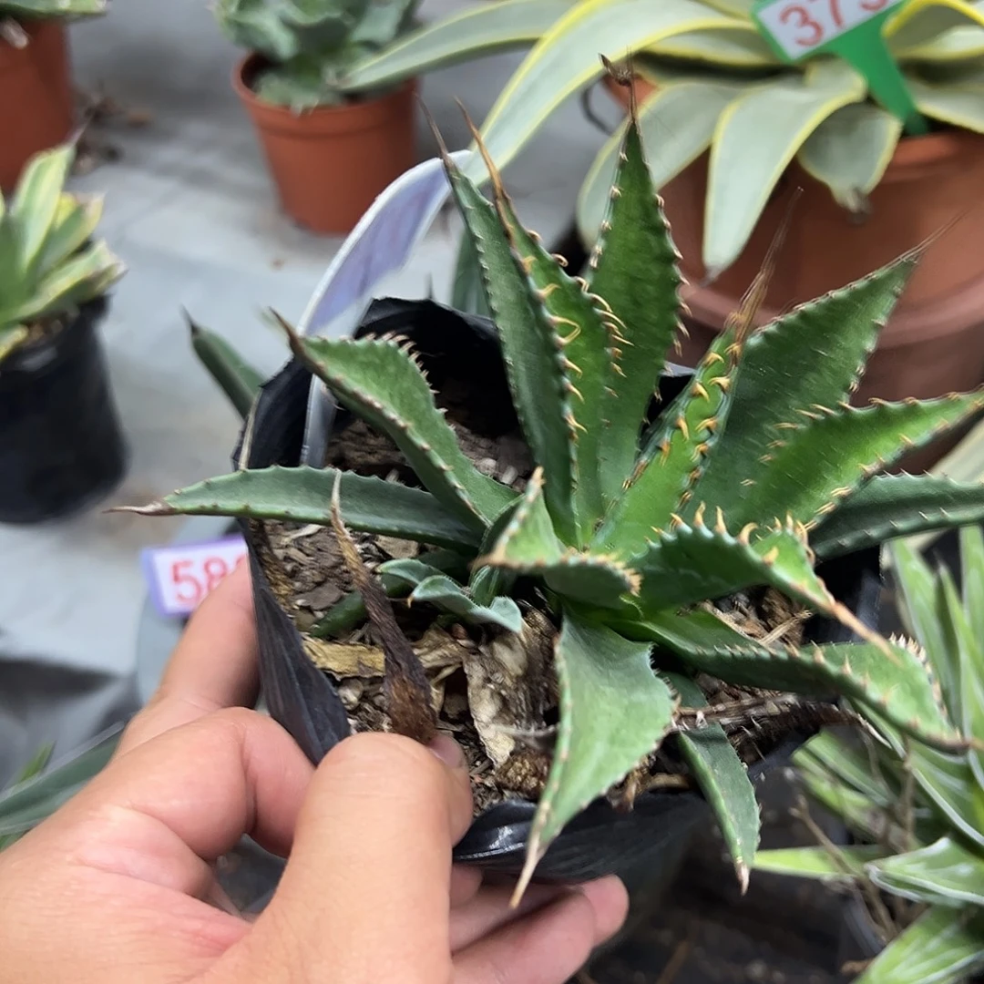 密刺蒙塔娜龙舌兰