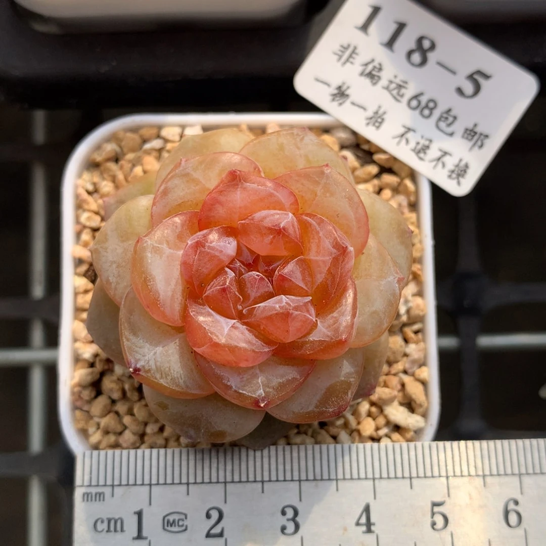 5。珊瑚。多肉糖心。满六八包邮。