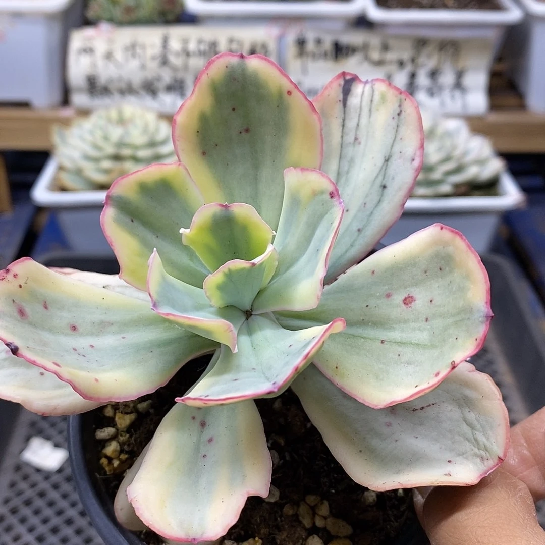 2548 大瑞蝶覆轮锦
