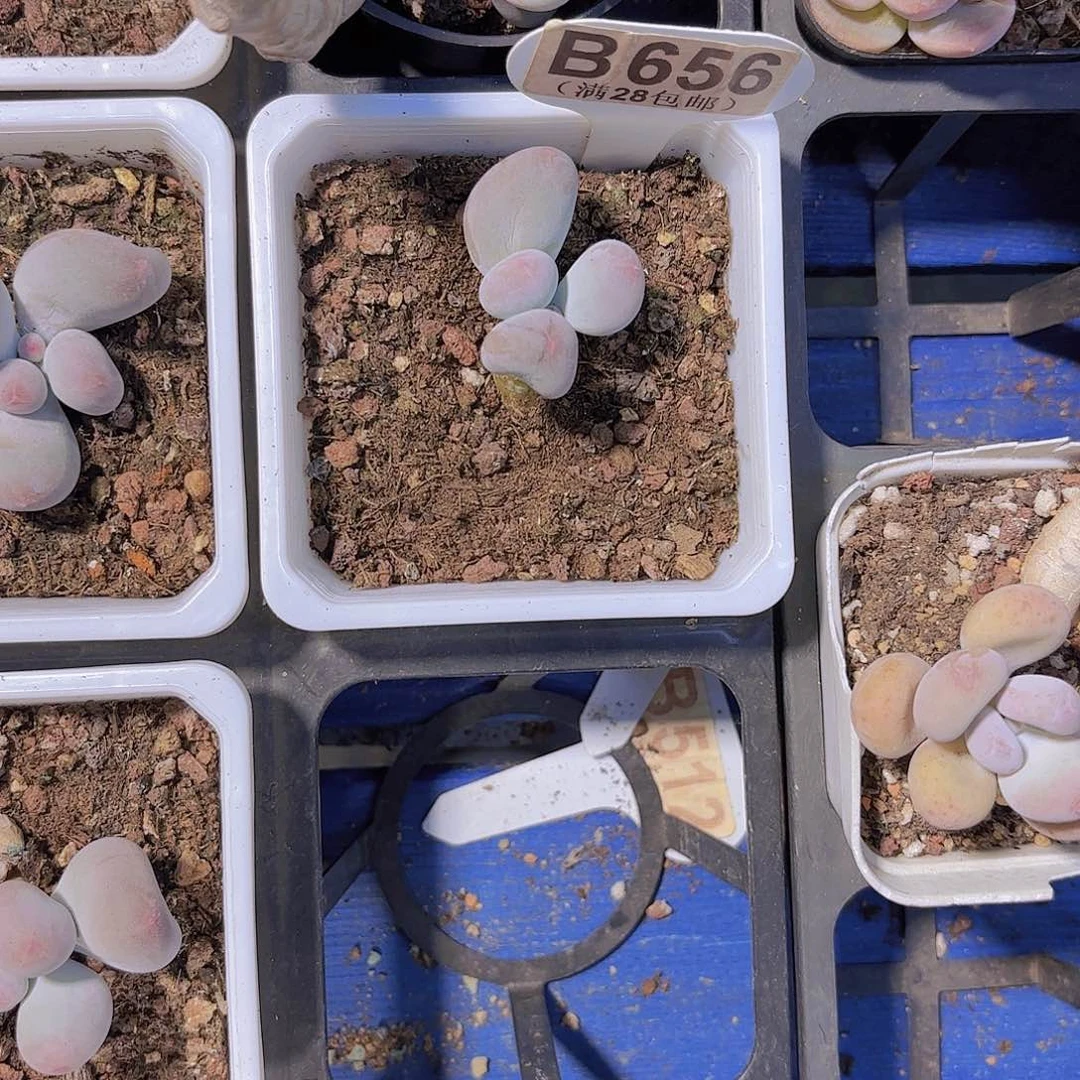 B656Mike奶一物一拍