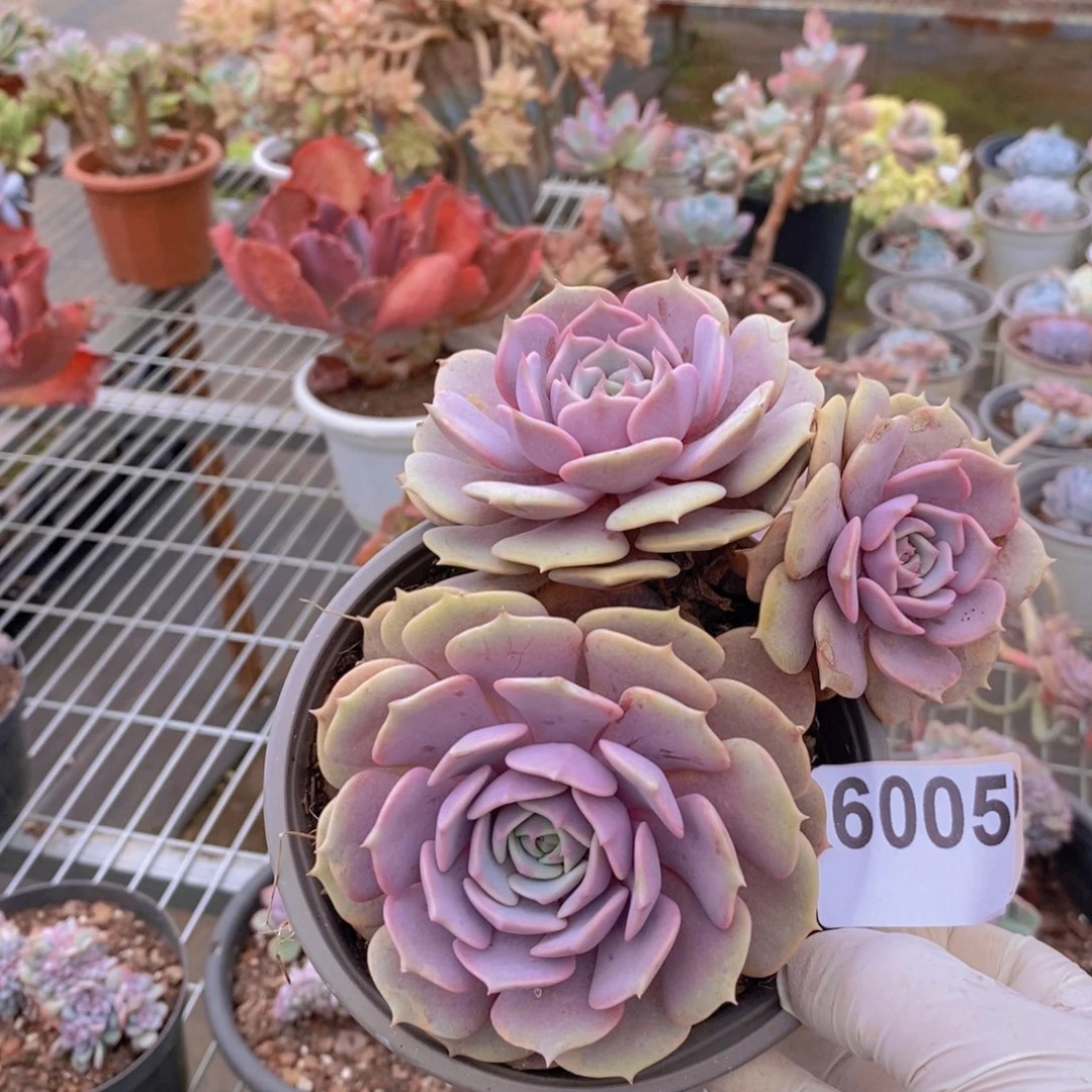 6005粉蝶多头一物一拍