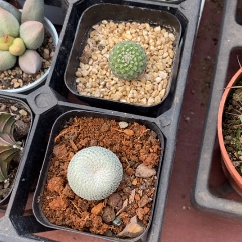 快***己组合2颗仙人球