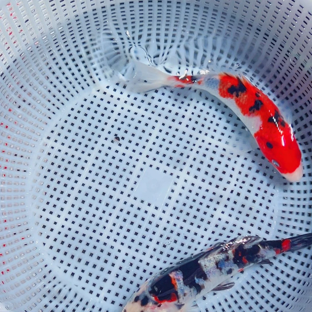 锦鲤锦鲤观赏鱼6666