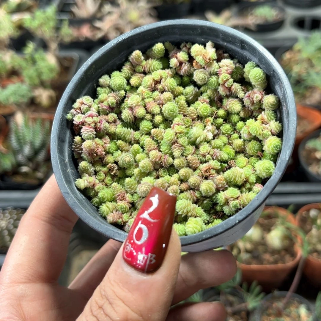 佛地魔单头发货有根有据