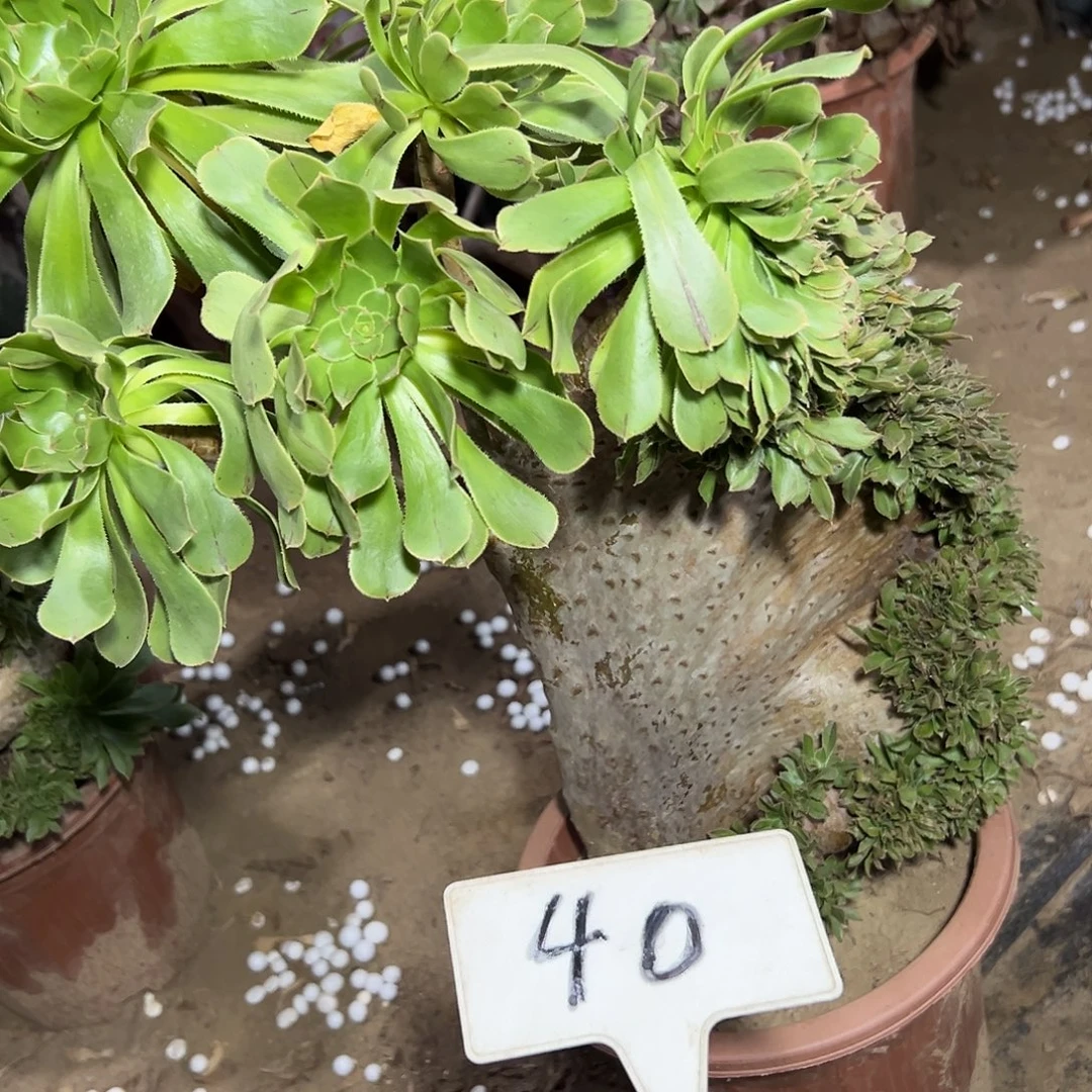 多肉植物原始绿缀花40