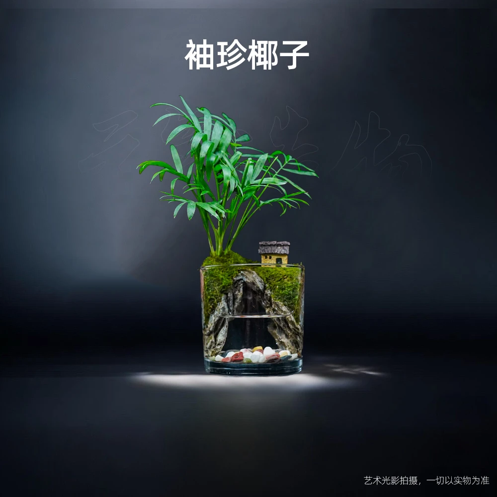 【雾隐】小洞天—袖珍椰子中式造景成品整套真植物【尺寸：10*10】