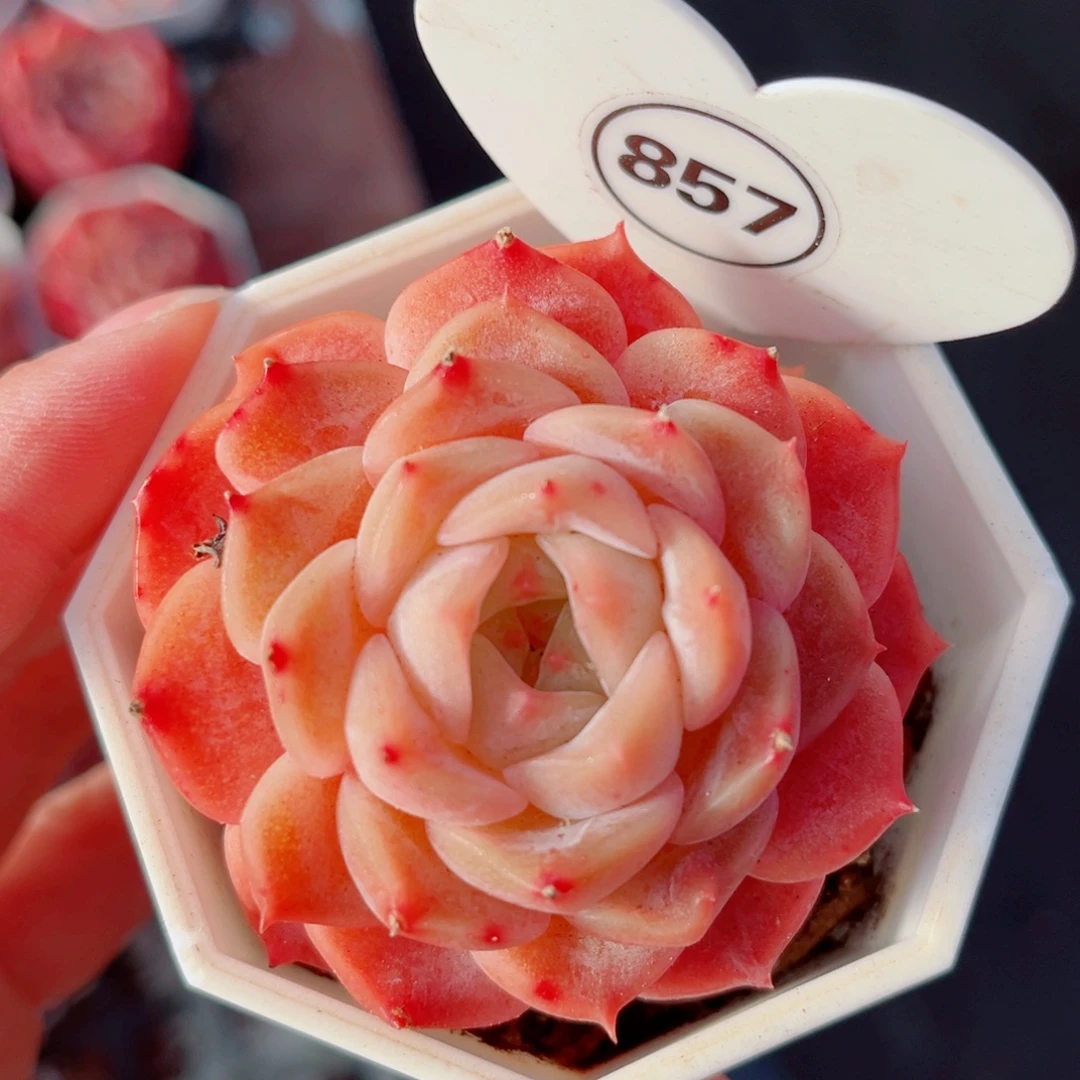 857号小老桩糖心单头