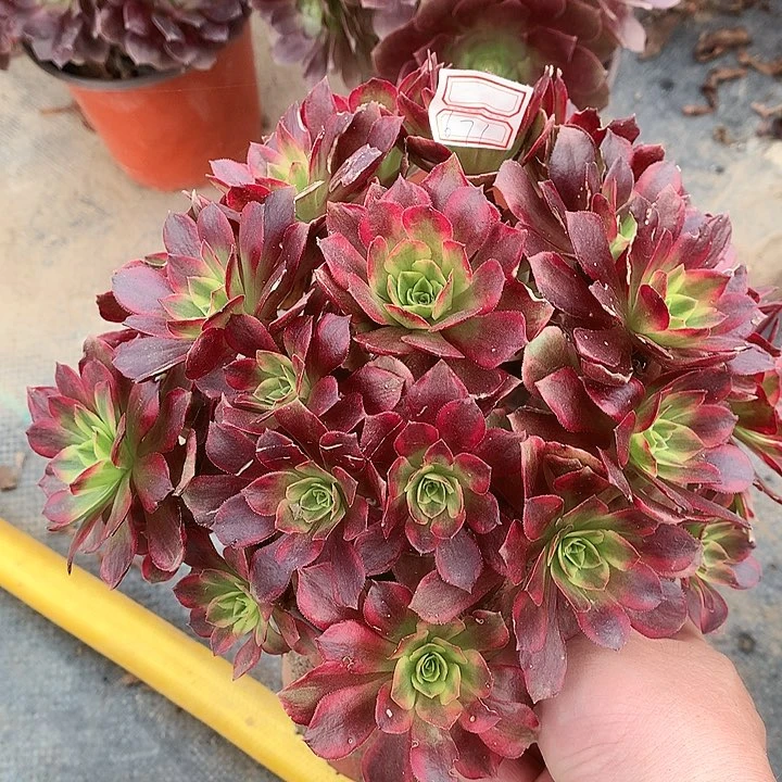 671安娜锦多肉植物