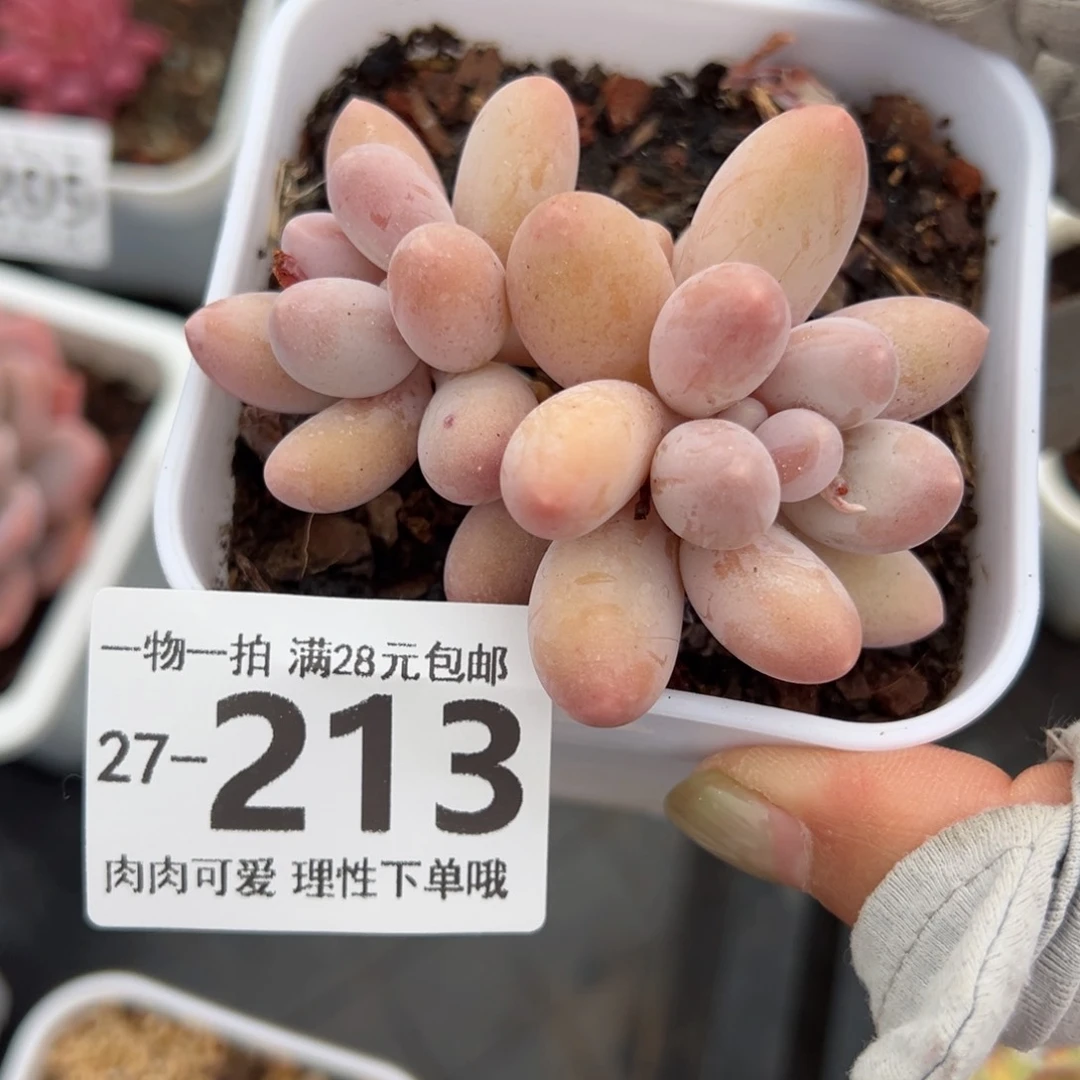 汤圆多肉多肉多肉多肉