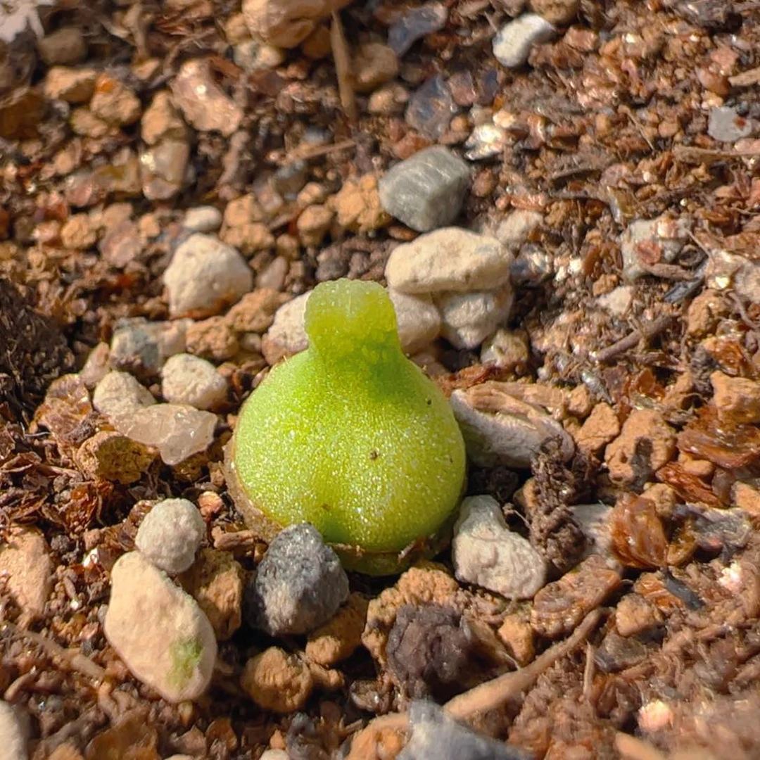 150多肉植物百科知识