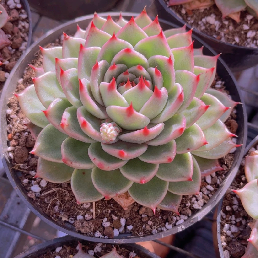 托斯卡13.5公分99999999