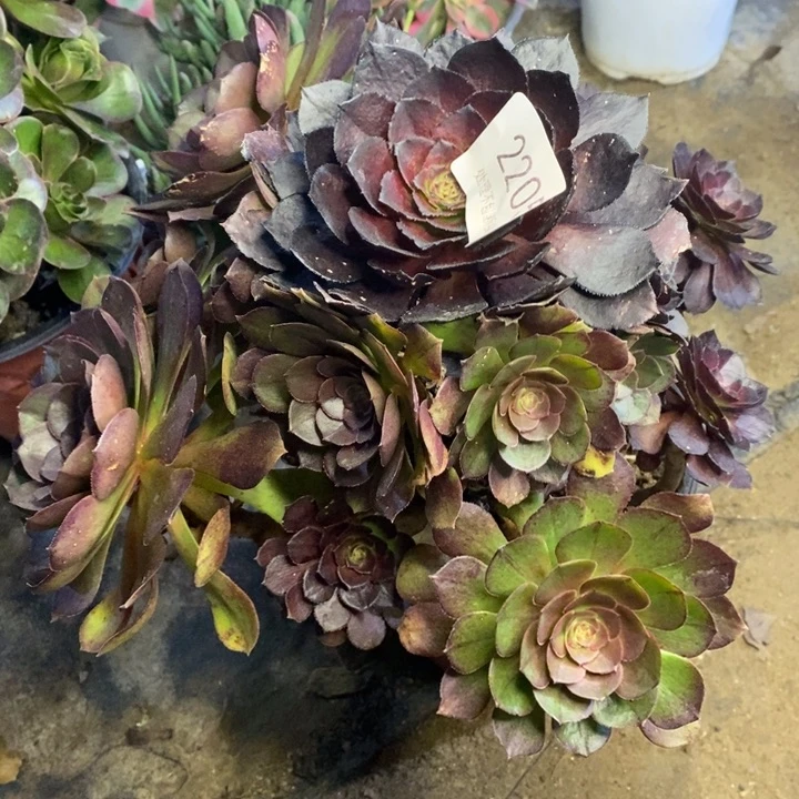 黑美人阴阳多肉断头不包2205