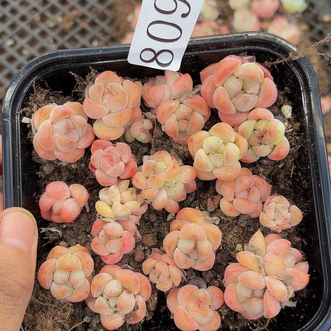 多肉植物多肉植物809