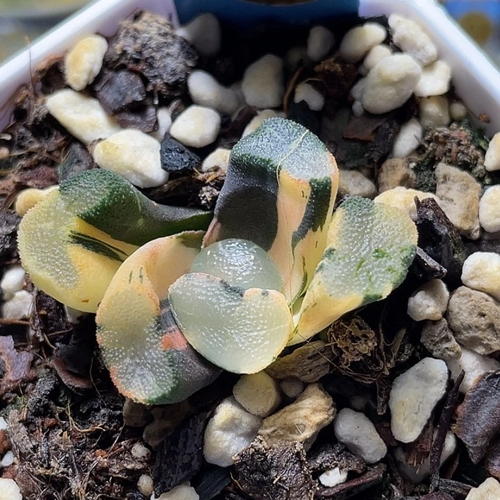 497狮子神万象锦特选