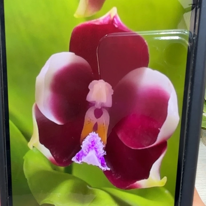 当前无花栽培后可以开花变色龙分身