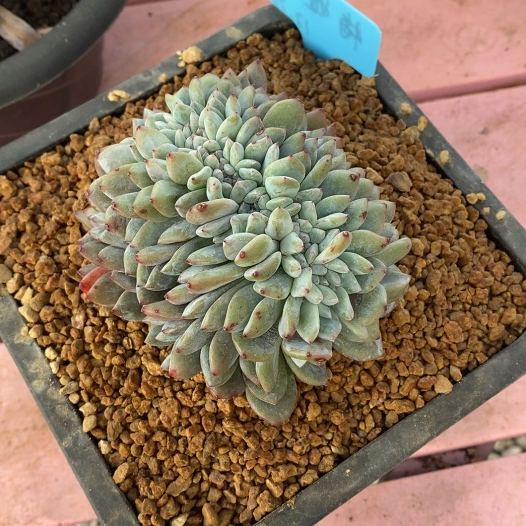 梅***了小虎多肉一物一拍星影