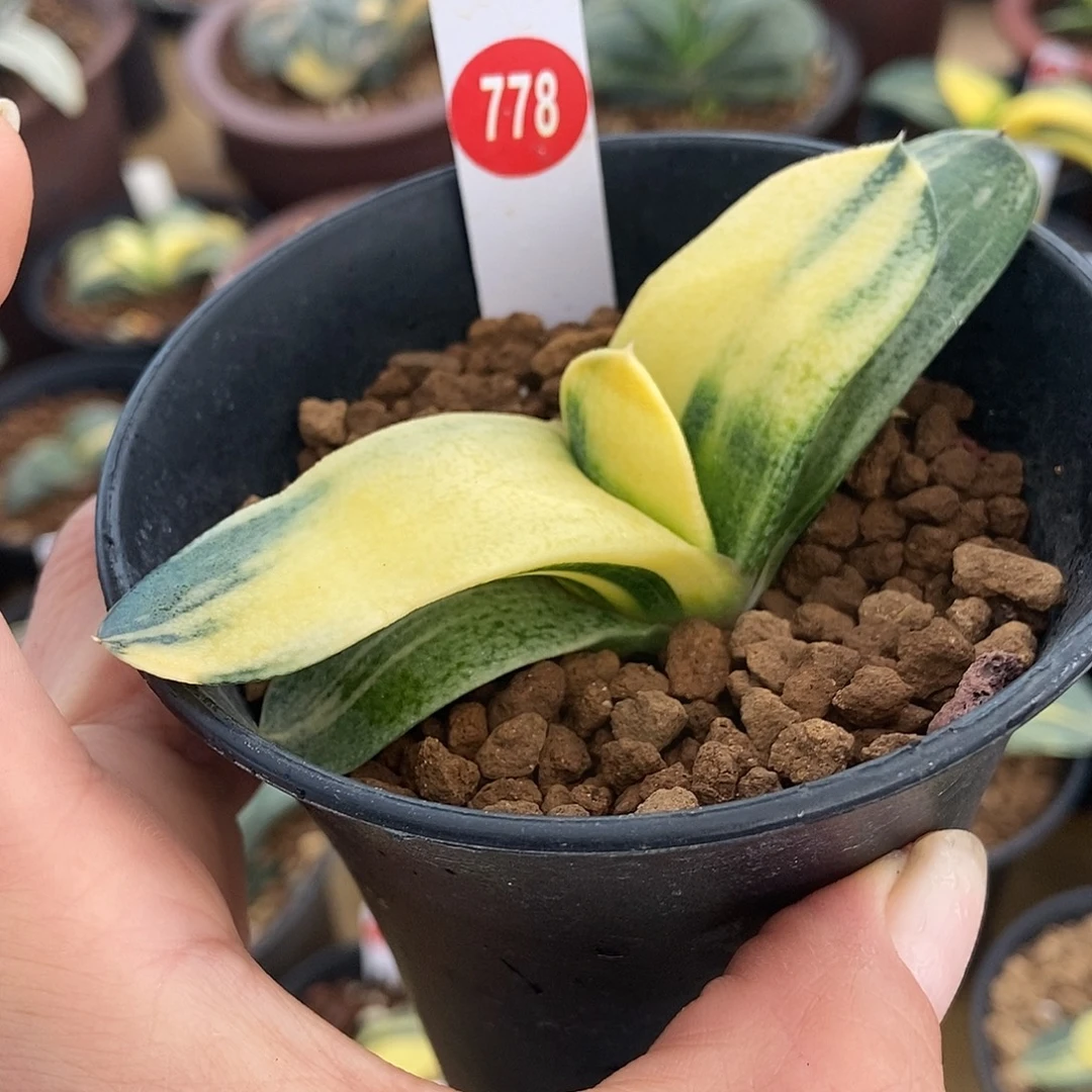 778卧牛实生糊斑锦带盆发货