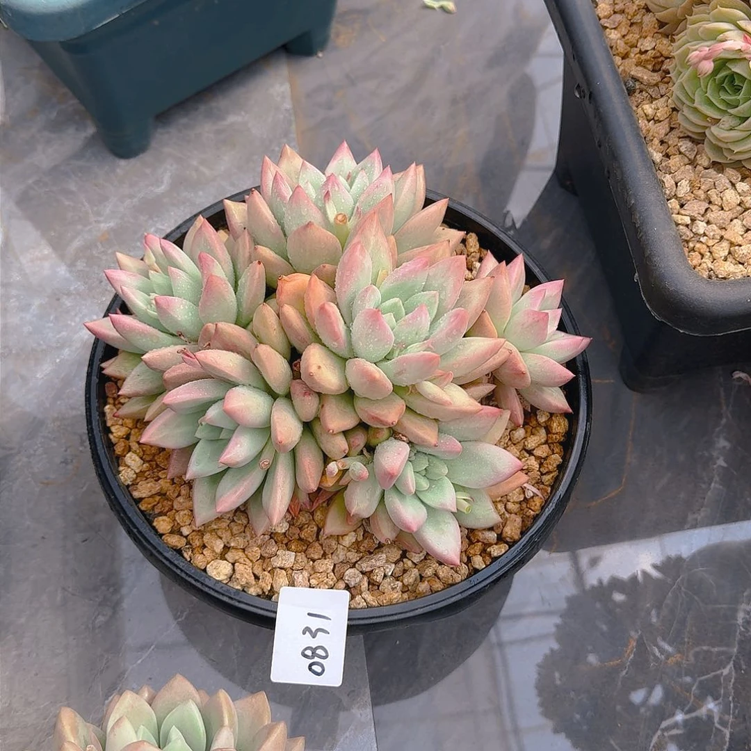 S**莉0831杂交多肉植物