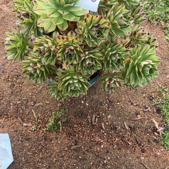 恩*833必火多肉植物花花