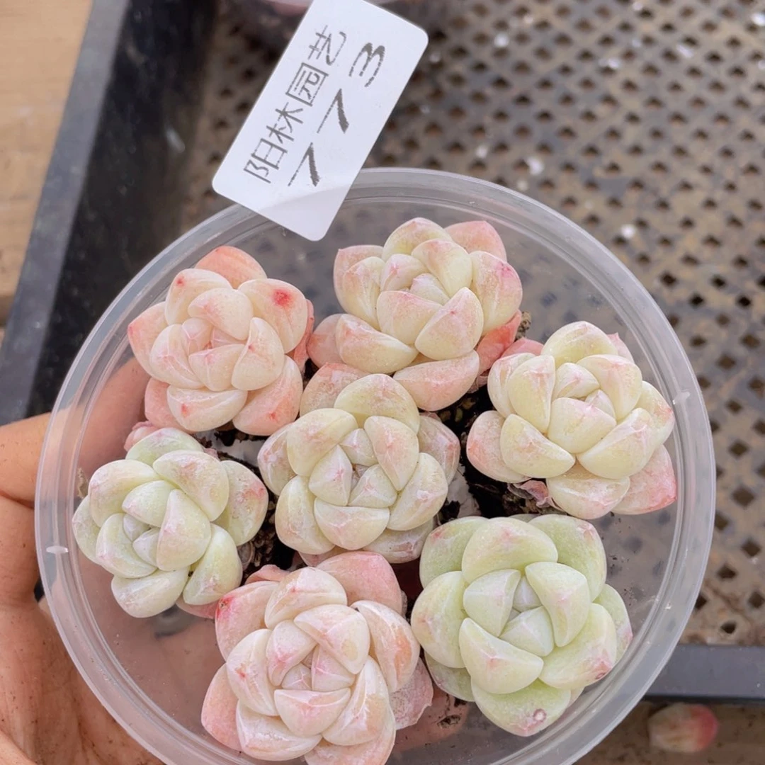 多肉植物多肉植物773