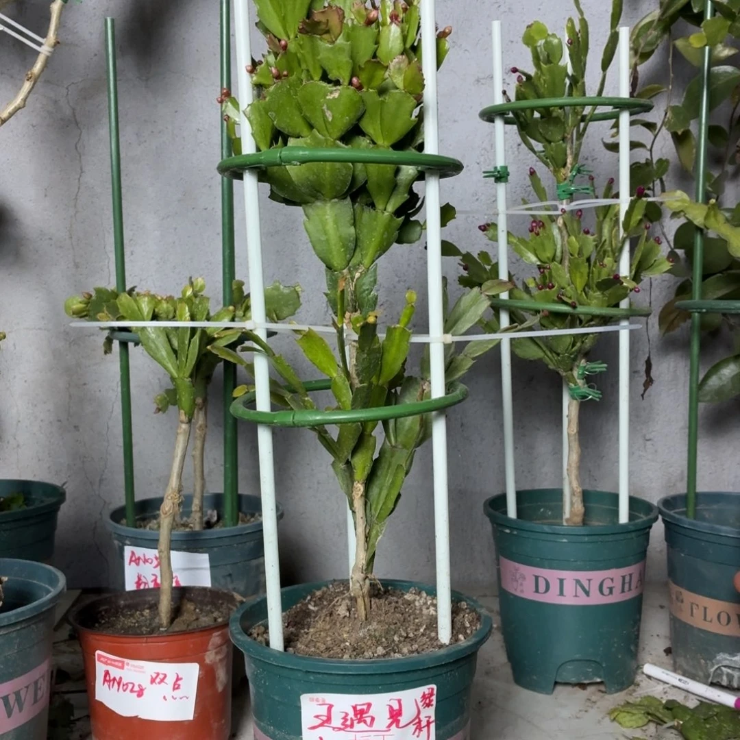 无花朵王遇见花友叶仙嫁接两层三色