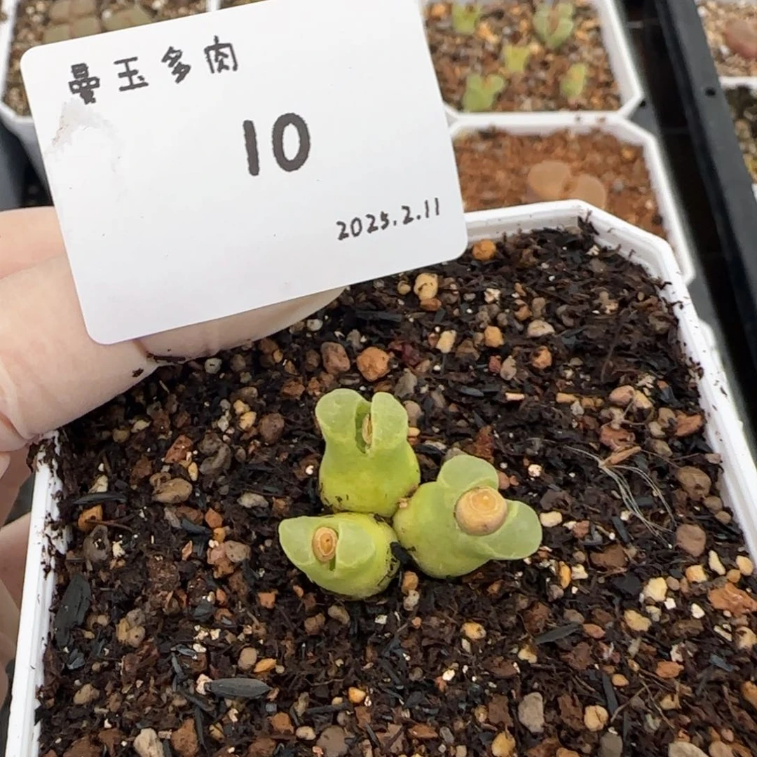 ?****欧多肉多肉多肉2.11-010