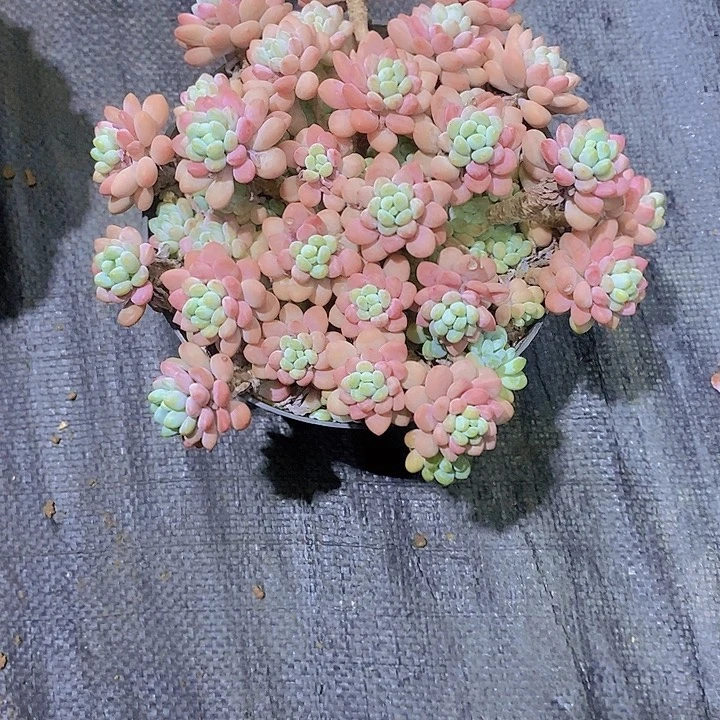 相****洛可可多肉植物老桩