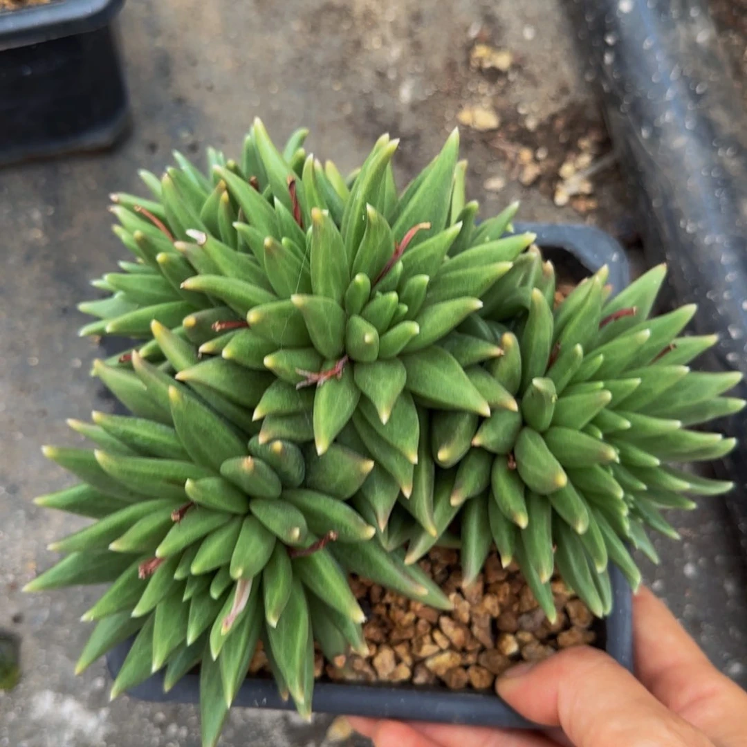 无花朵拒*太BS补补爸爸吧