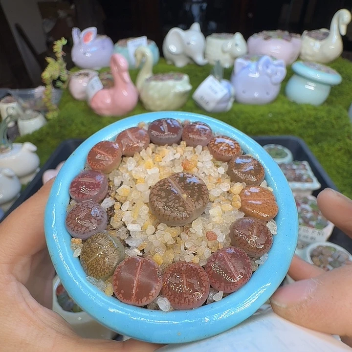 多肉植物福利冲1004