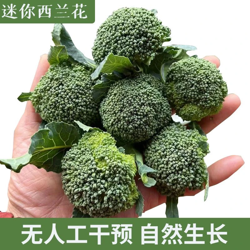 河南农家自种小西兰花3斤装