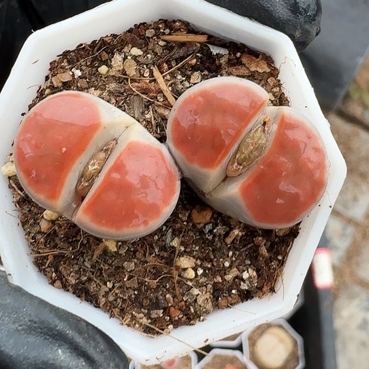 南**生生石花1111。    370