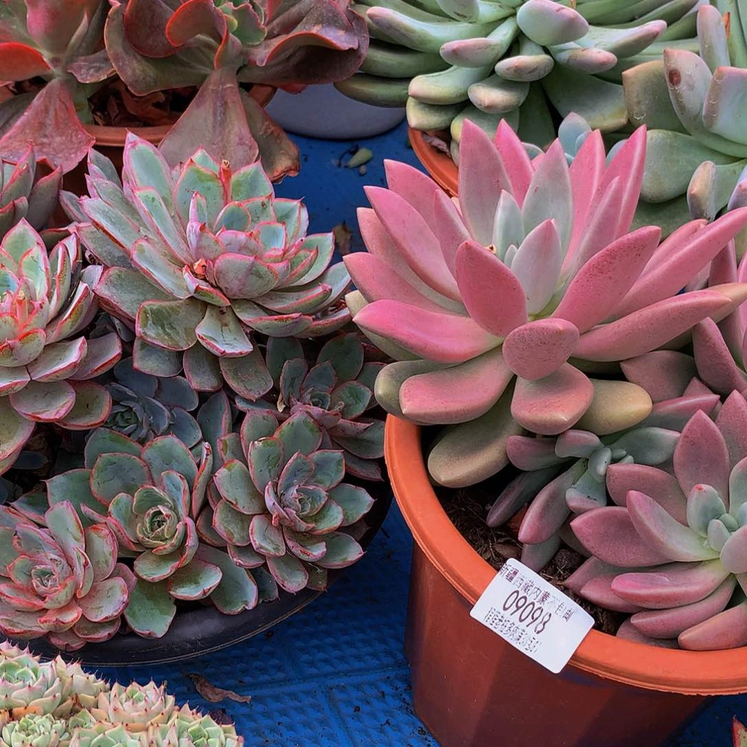 忘***始桃花源09098多肉多肉率