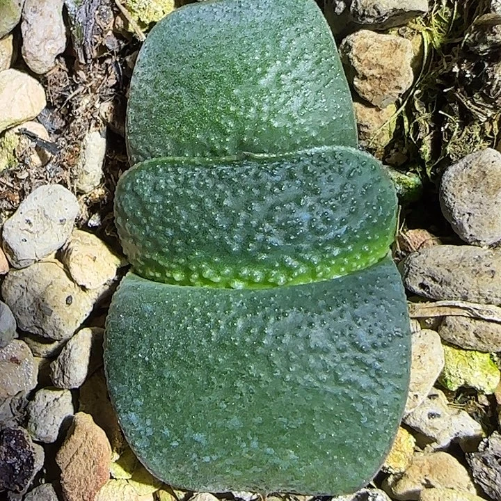 方体凸白釉卧牛亚成