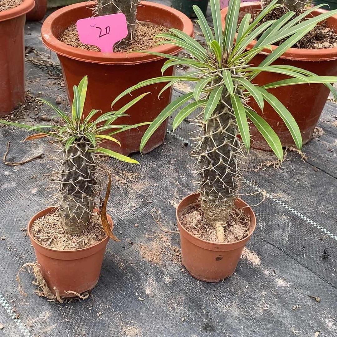 霸王树一物一拍一棵