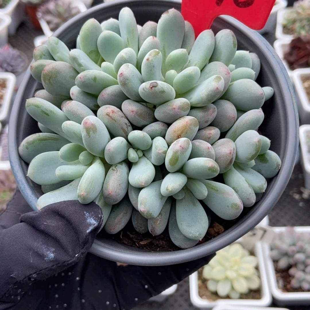 3070香香雪多肉葡萄