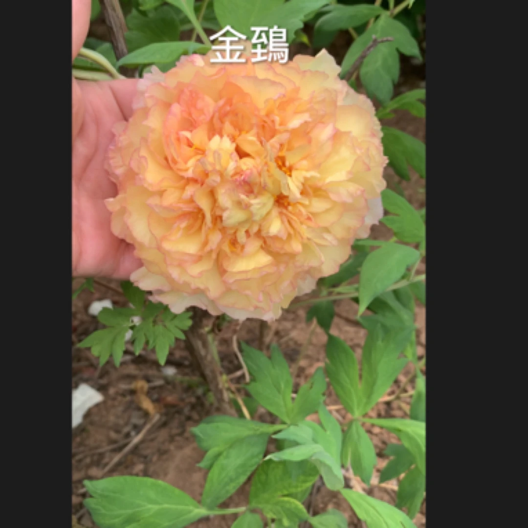 金鵄黄色牡丹大花重瓣观赏大苗树苗庭院盆栽地栽菏泽基地直发