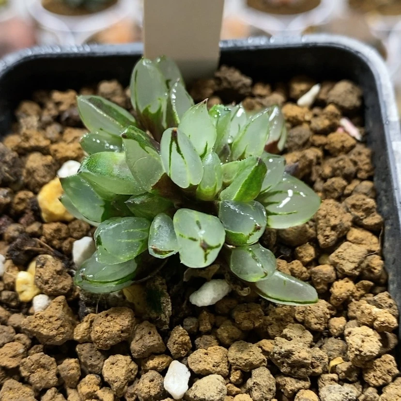 【闪购商品】72圣诞蜡烛