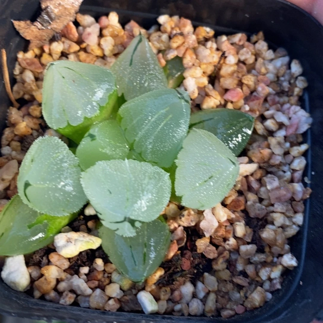 冰鸾玉一颗 开播福利