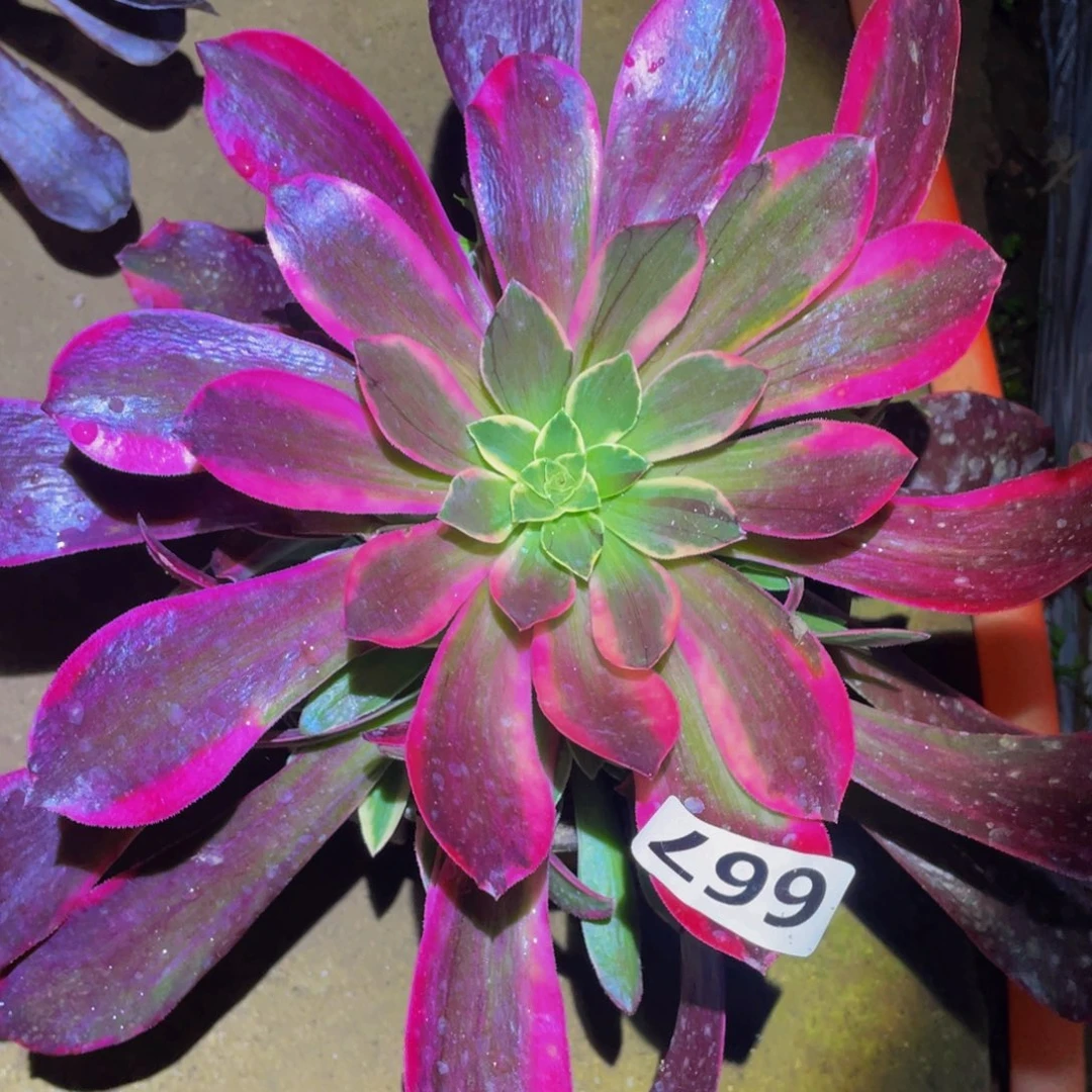 凤冠肉植物我r667